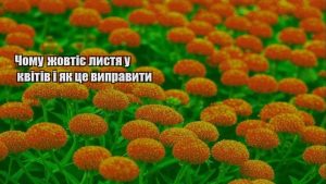 Детальніше про статтю Чому жовтіє листя у квітів і як це виправити