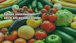 Детальніше про статтю Добірка найяскравіших квітів для весняної клумби