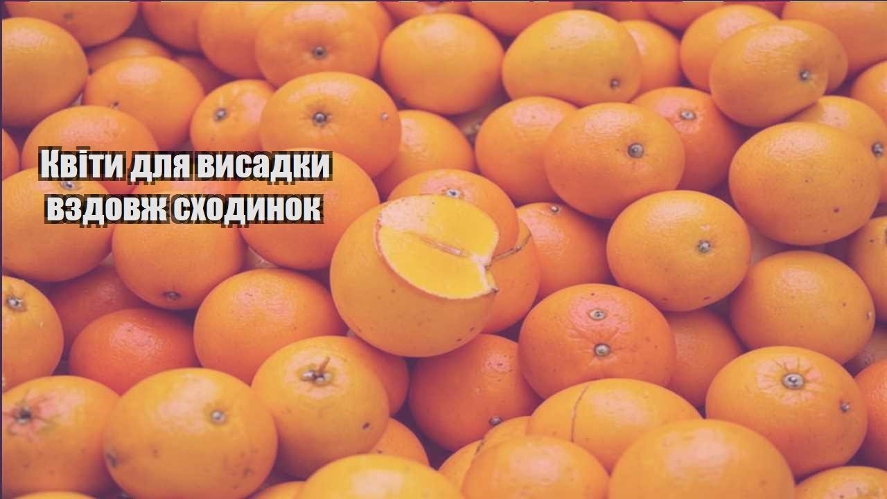 Детальніше про статтю Квіти для висадки вздовж сходинок