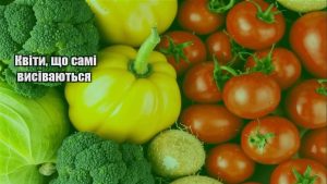 Детальніше про статтю Квіти, що самі висіваються