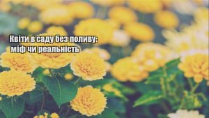Детальніше про статтю Квіти в саду без поливу: міф чи реальність