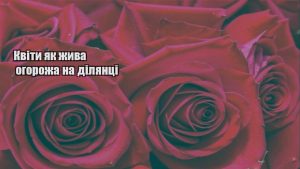 Детальніше про статтю Квіти як жива огорожа на ділянці
