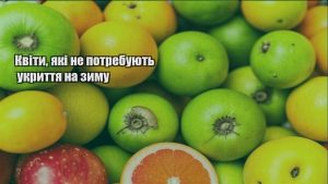 Детальніше про статтю Квіти, які не потребують укриття на зиму