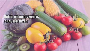 Детальніше про статтю Квіти, які витримують сильний вітер
