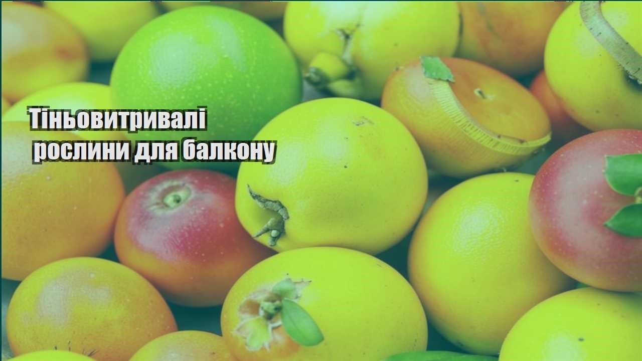 Ви зараз переглядаєте Тіньовитривалі рослини для балкону