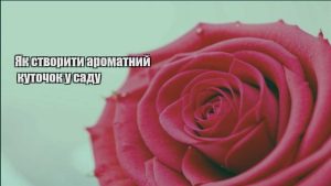Детальніше про статтю Як створити ароматний куточок у саду