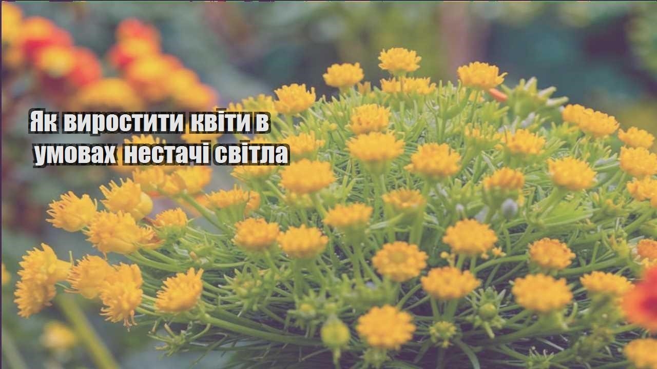 Детальніше про статтю Як виростити квіти в умовах нестачі світла