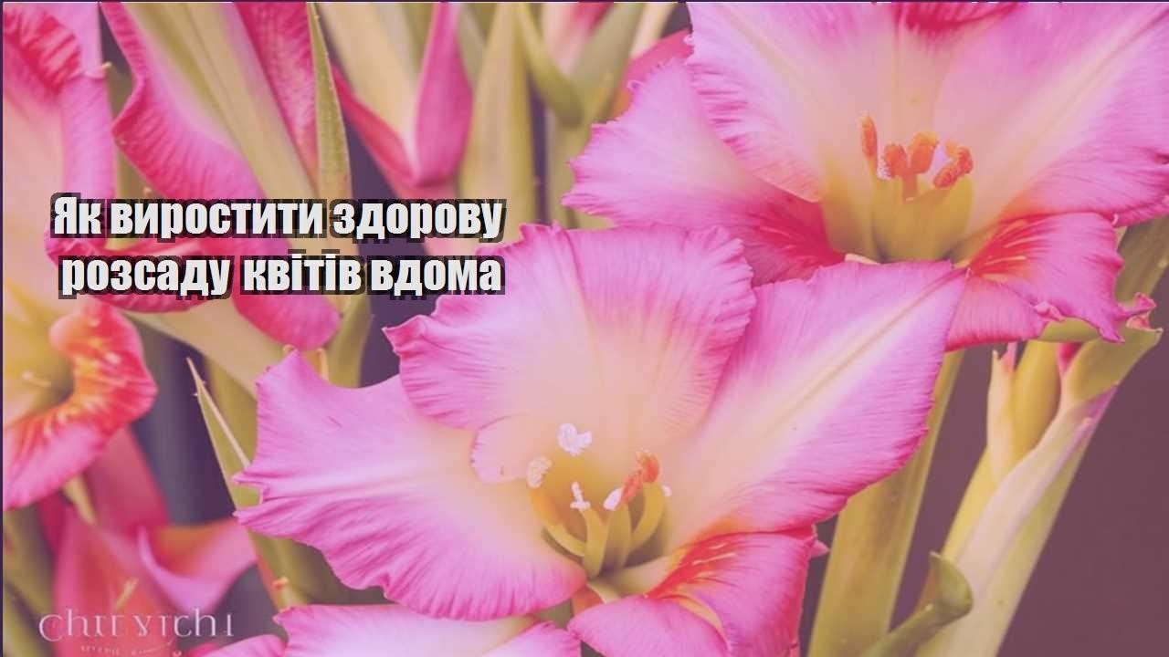 Детальніше про статтю Як виростити здорову розсаду квітів вдома