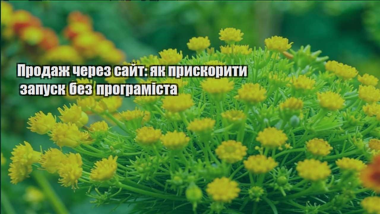 Детальніше про статтю Продаж через сайт: як прискорити запуск без програміста