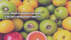 Детальніше про статтю Коли збирати врожай часнику та як його правильно сушити?