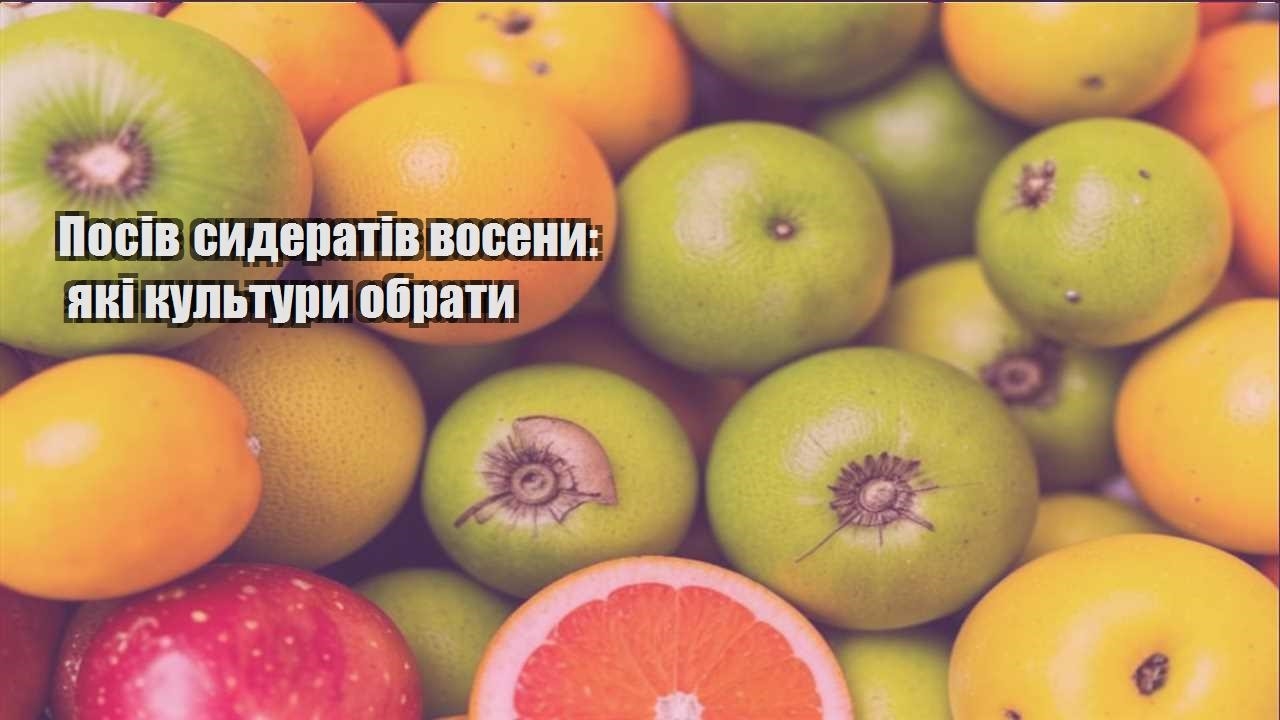 Детальніше про статтю Посів сидератів восени: які культури обрати
