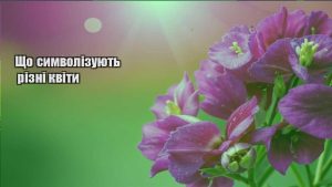 Детальніше про статтю Що символізують різні квіти