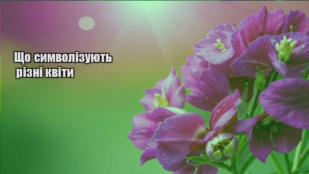 Детальніше про статтю Що символізують різні квіти