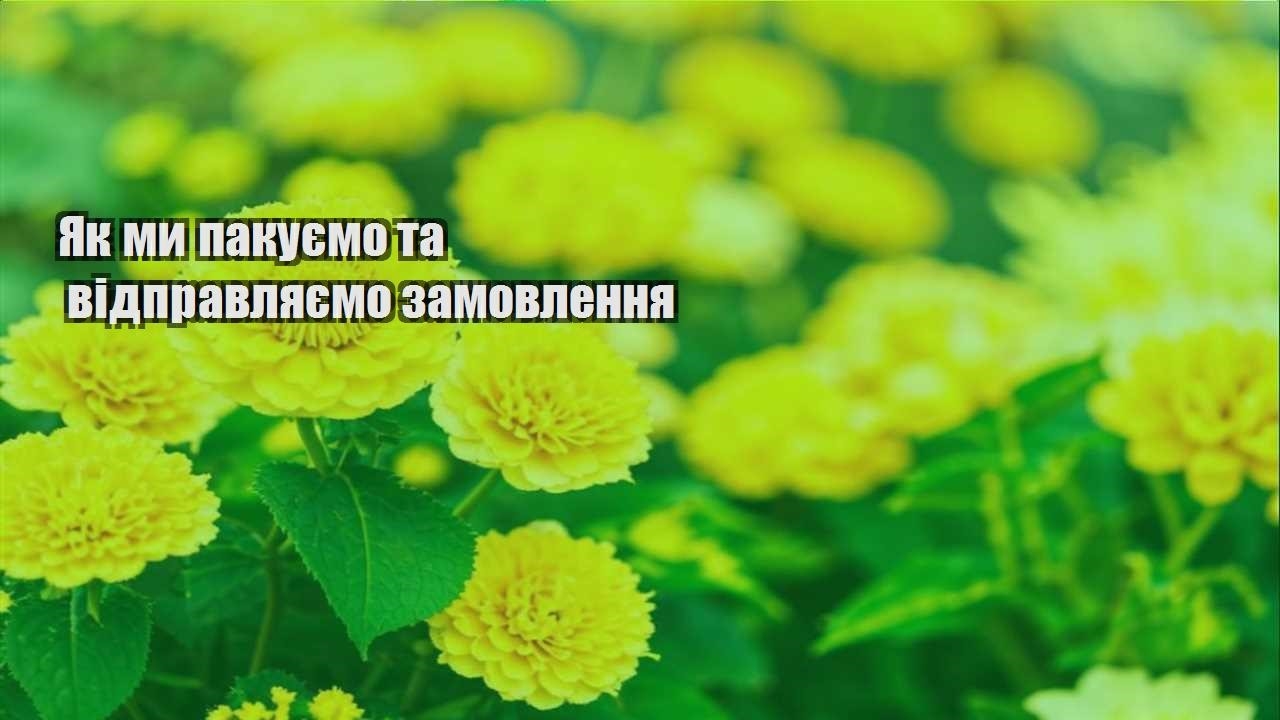 Детальніше про статтю Як ми пакуємо та відправляємо замовлення