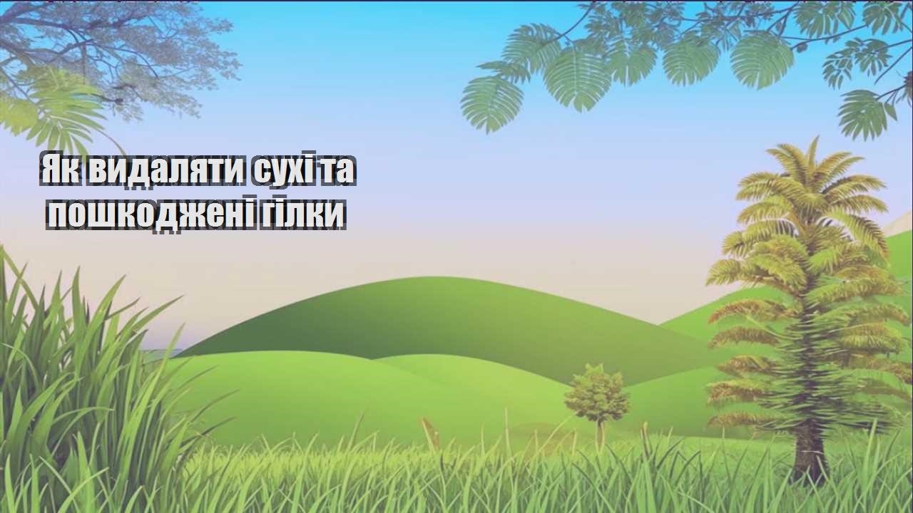 Детальніше про статтю Як видаляти сухі та пошкоджені гілки