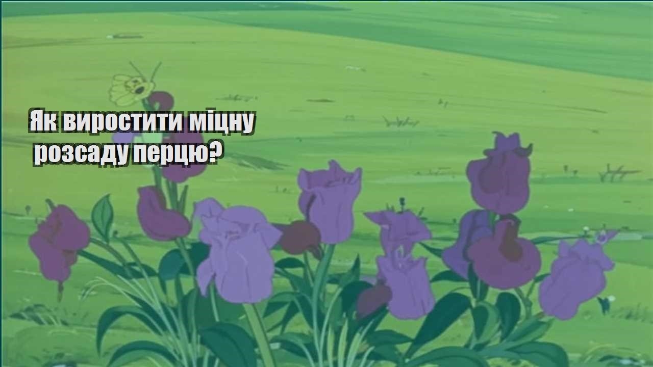 Детальніше про статтю Як виростити міцну розсаду перцю?