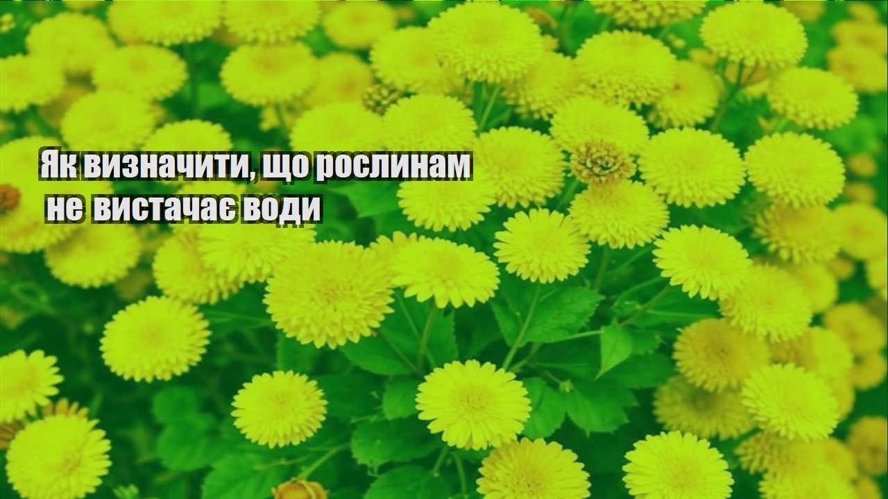Детальніше про статтю Як визначити, що рослинам не вистачає води