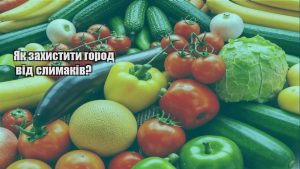 Детальніше про статтю Як захистити город від слимаків?
