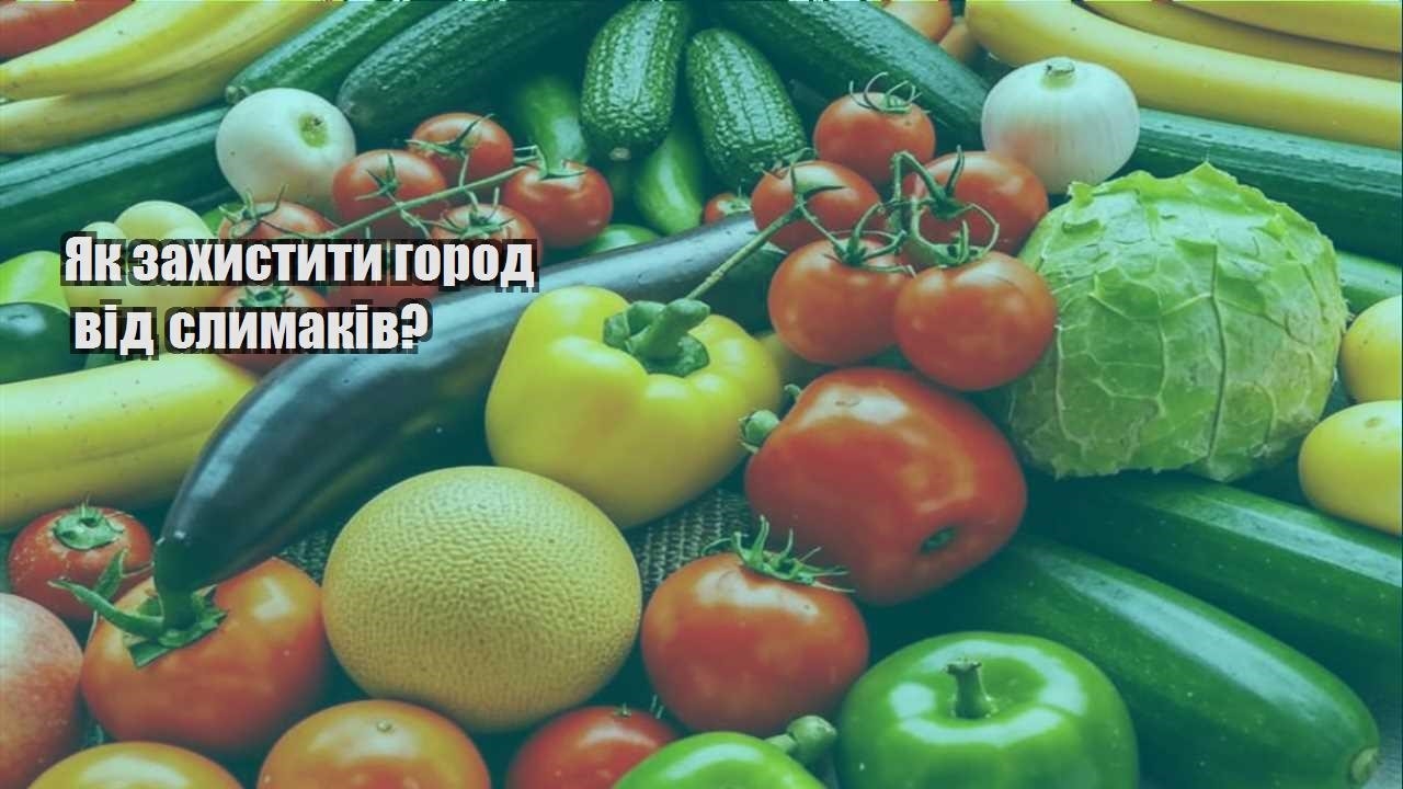 Детальніше про статтю Як захистити город від слимаків?