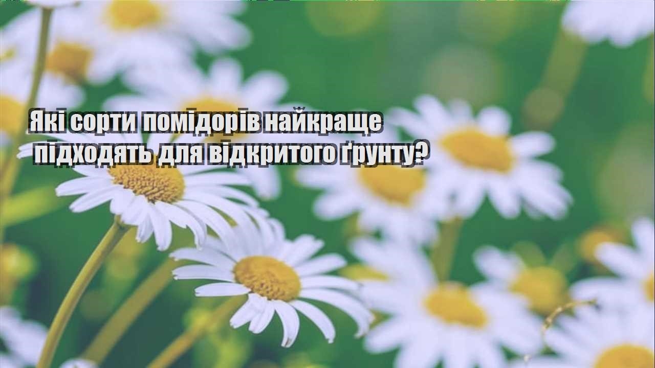 Детальніше про статтю Які сорти помідорів найкраще підходять для відкритого ґрунту?