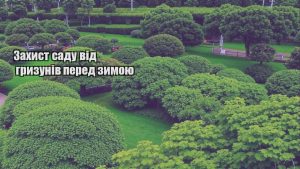 Детальніше про статтю Захист саду від гризунів перед зимою