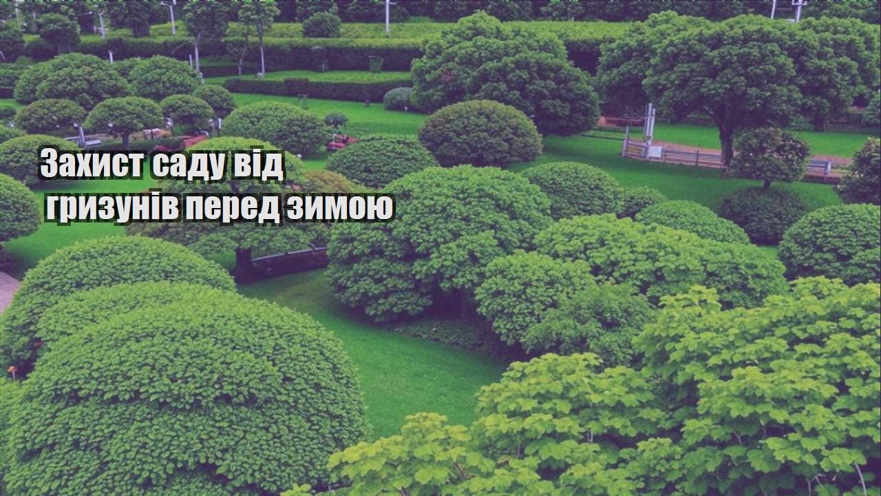 Детальніше про статтю Захист саду від гризунів перед зимою