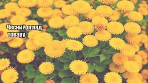 Детальніше про статтю Чесний огляд товару