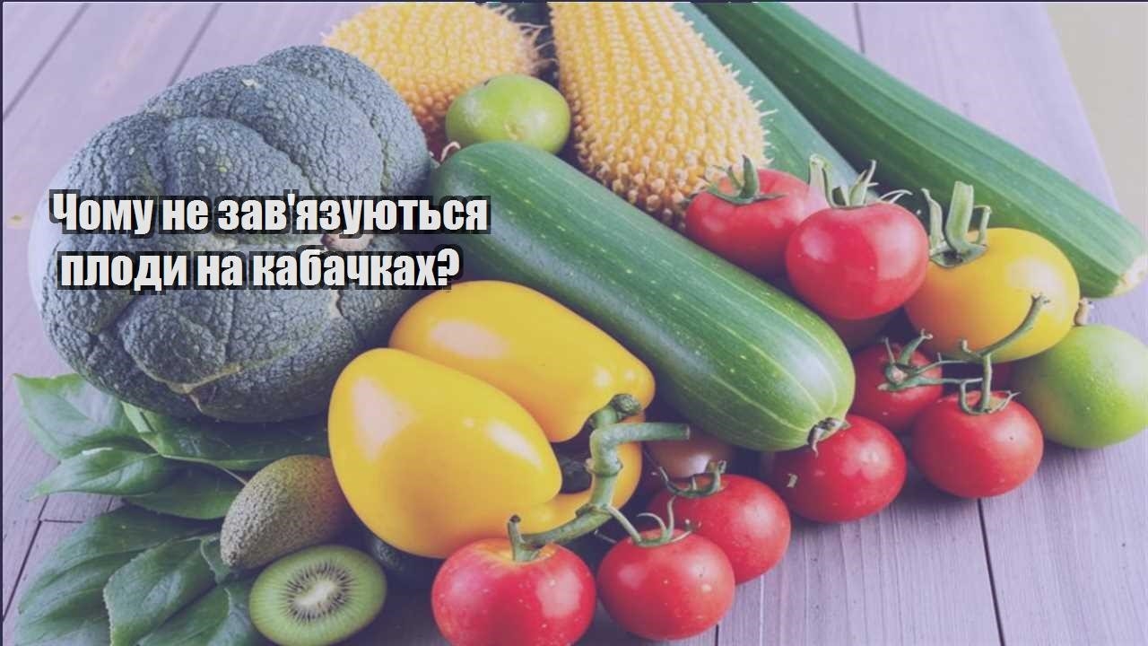 Детальніше про статтю Чому не зав’язуються плоди на кабачках?