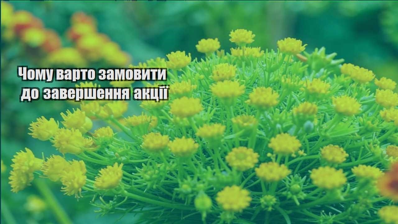 Детальніше про статтю Чому варто замовити до завершення акції