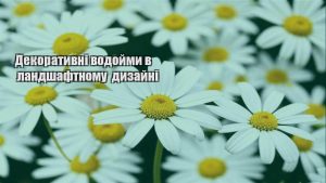 Детальніше про статтю Декоративні водойми в ландшафтному дизайні