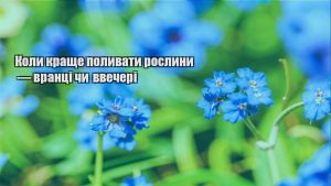 Детальніше про статтю Коли краще поливати рослини — вранці чи ввечері