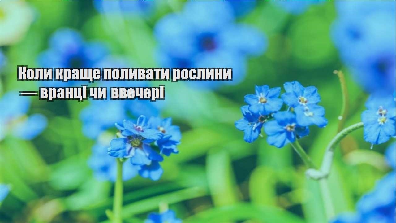 Детальніше про статтю Коли краще поливати рослини — вранці чи ввечері