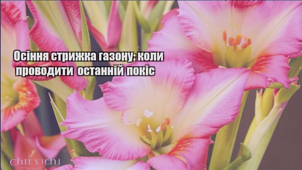 Детальніше про статтю Осіння стрижка газону: коли проводити останній покіс