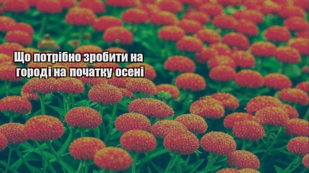 Детальніше про статтю Що потрібно зробити на городі на початку осені