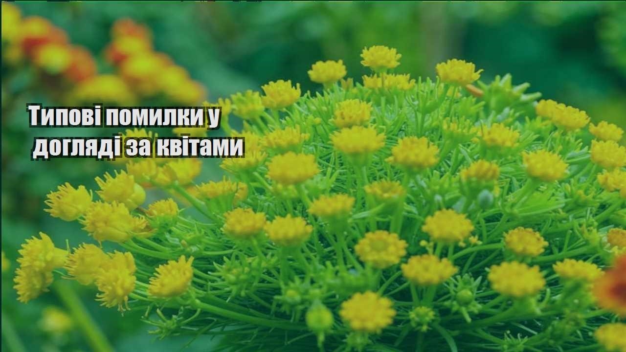 Детальніше про статтю Типові помилки у догляді за квітами