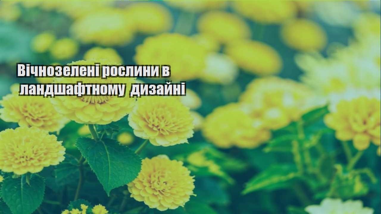 Детальніше про статтю Вічнозелені рослини в ландшафтному дизайні