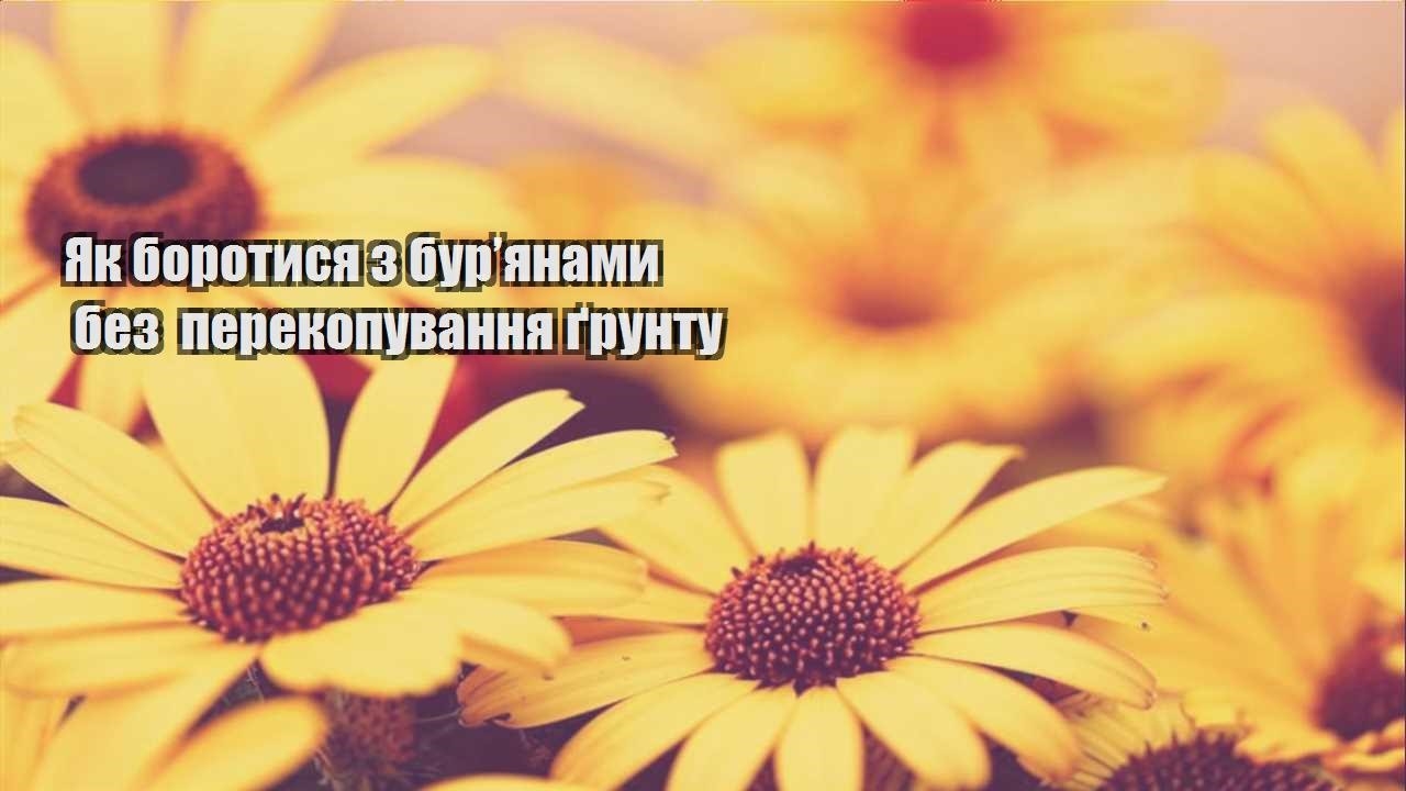 Детальніше про статтю Як боротися з бур’янами без перекопування ґрунту