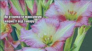 Детальніше про статтю Як отримати максимум користі від товару