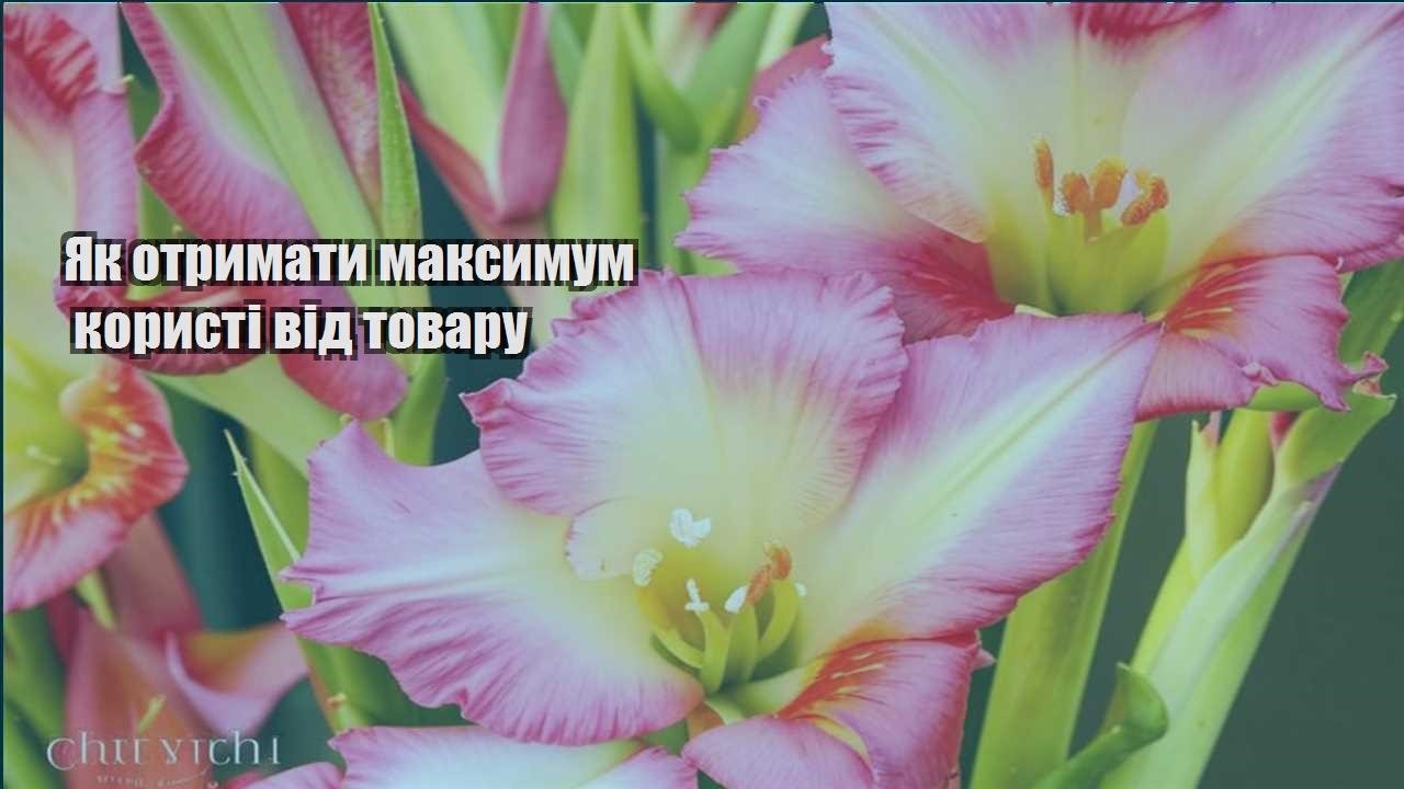 Детальніше про статтю Як отримати максимум користі від товару
