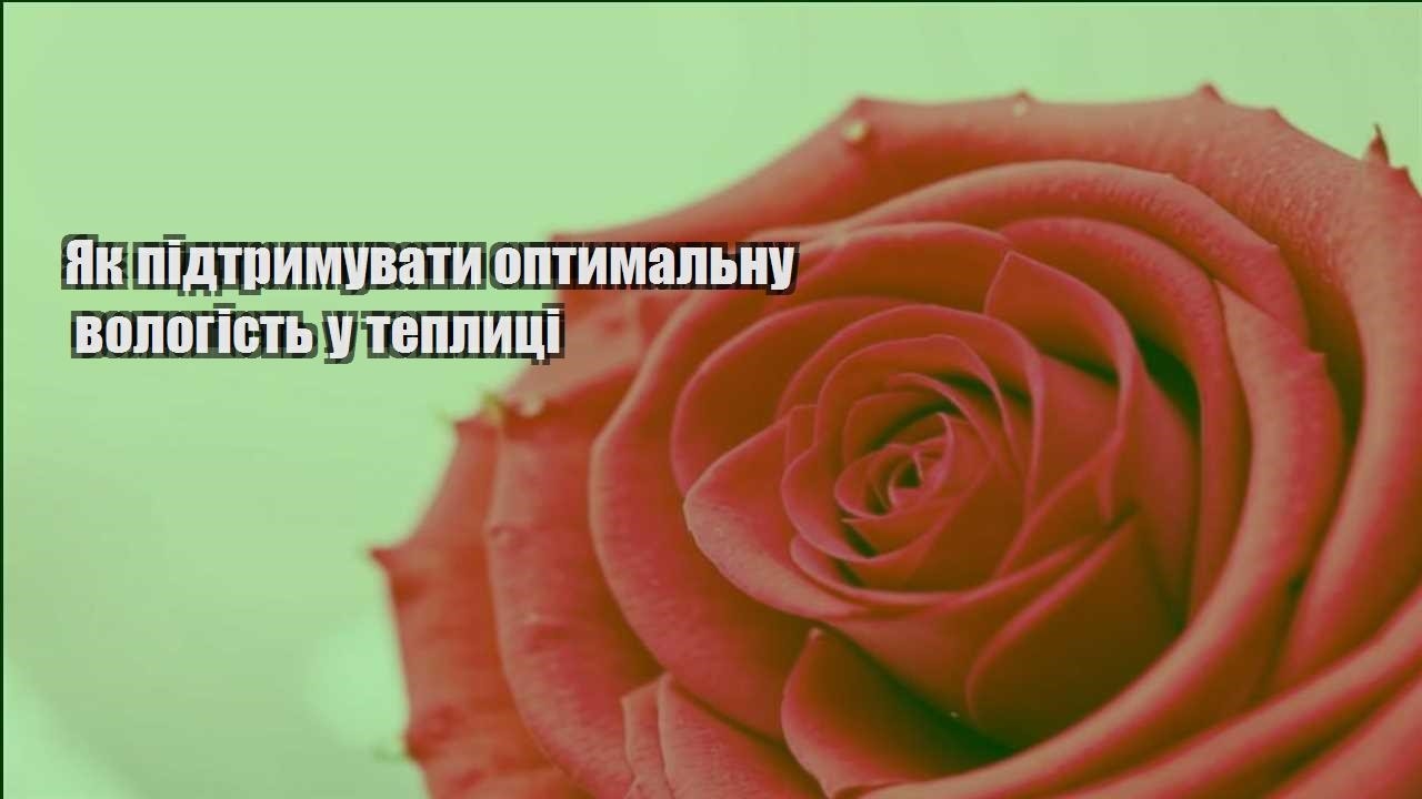 Детальніше про статтю Як підтримувати оптимальну вологість у теплиці