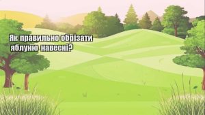 Детальніше про статтю Як правильно обрізати яблуню навесні?