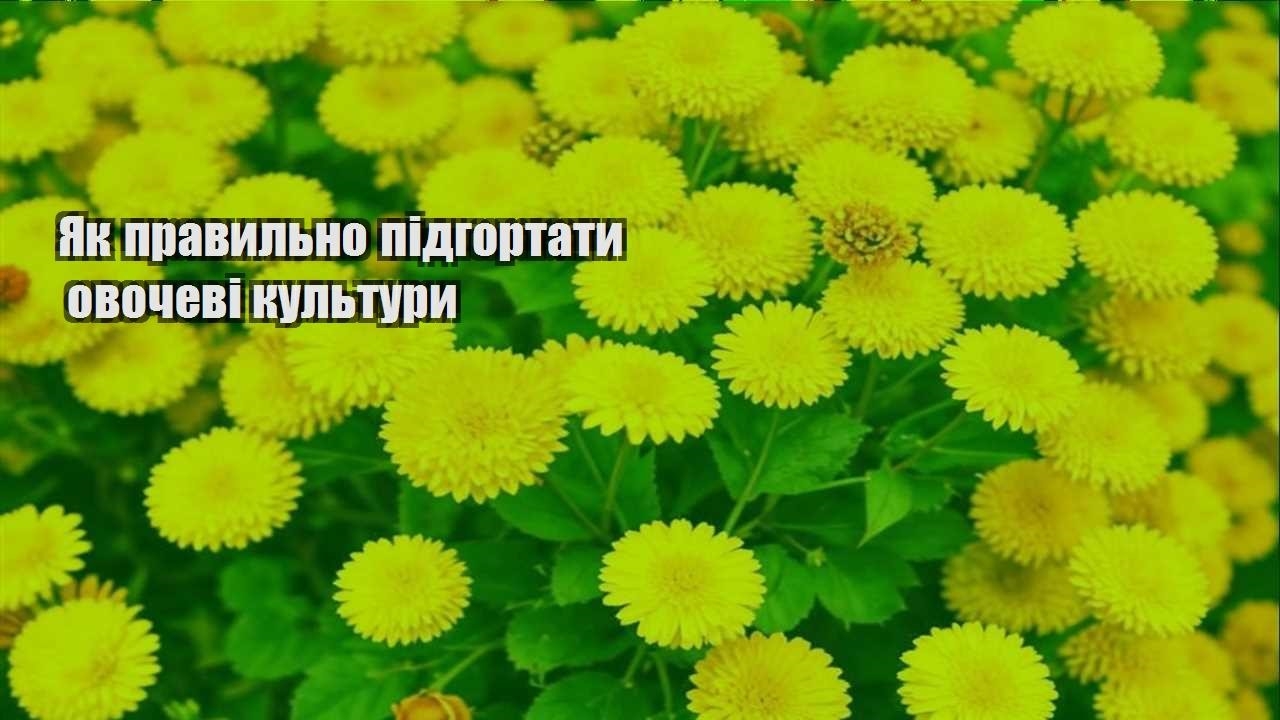 Детальніше про статтю Як правильно підгортати овочеві культури