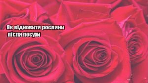 Детальніше про статтю Як відновити рослини після посухи