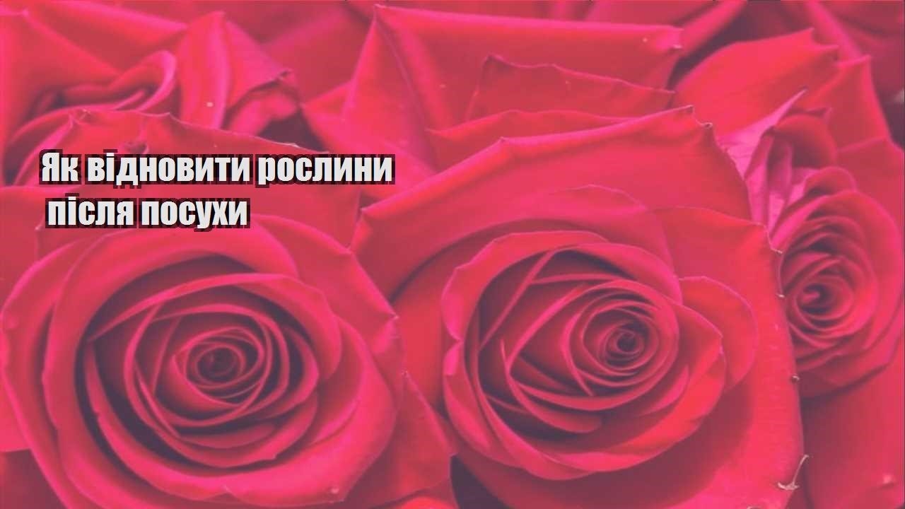 Детальніше про статтю Як відновити рослини після посухи