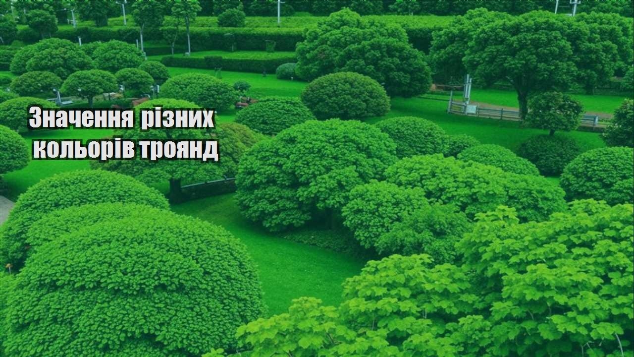 Детальніше про статтю Значення різних кольорів троянд